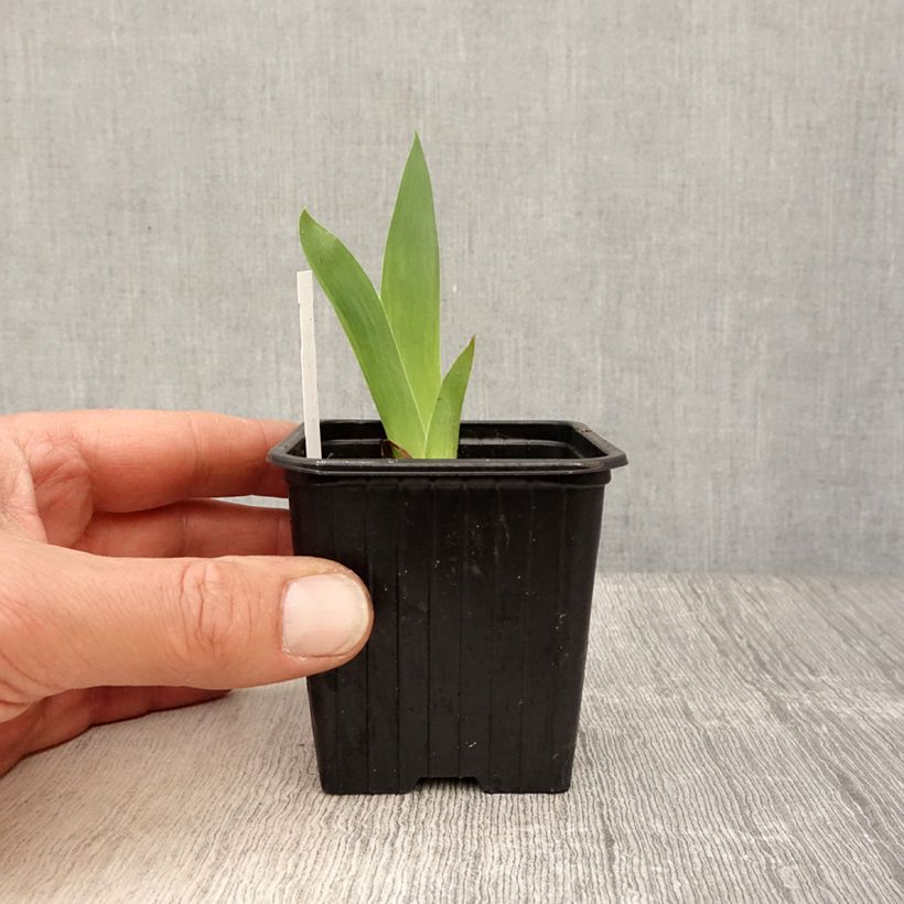 Example of Iris pumila Azurea - Kleine Schwertlilie Kleine Töpfe von 8/9 cm as you get in printemps