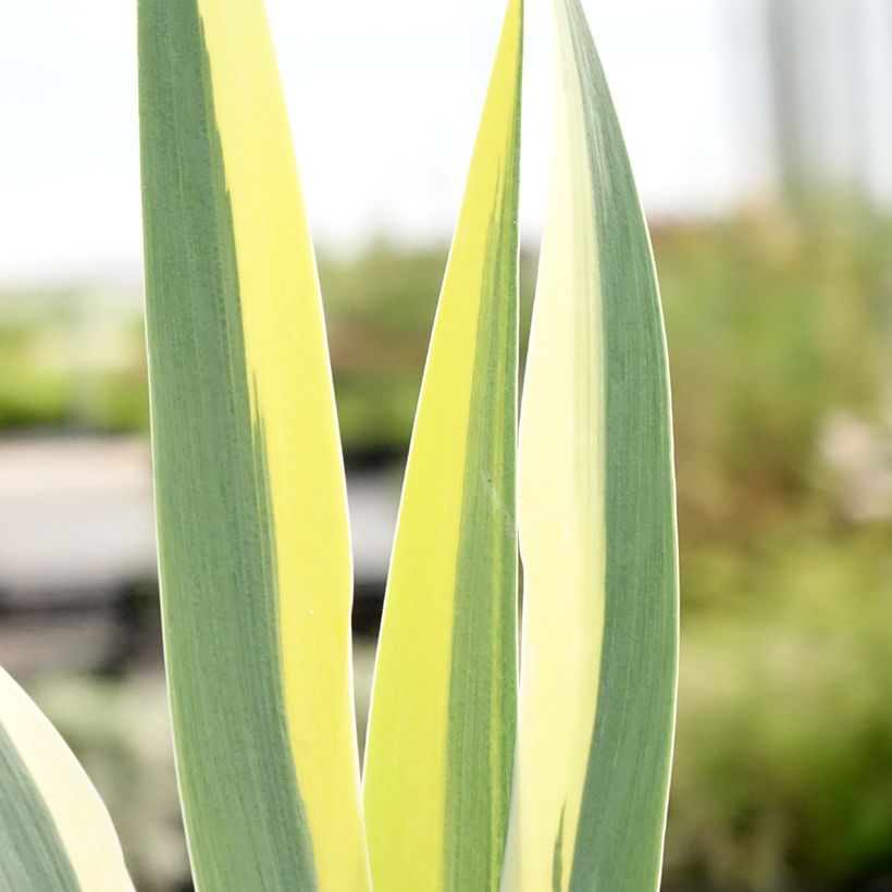 Iris pumila Azurea - Kleine Schwertlilie (Foliage)