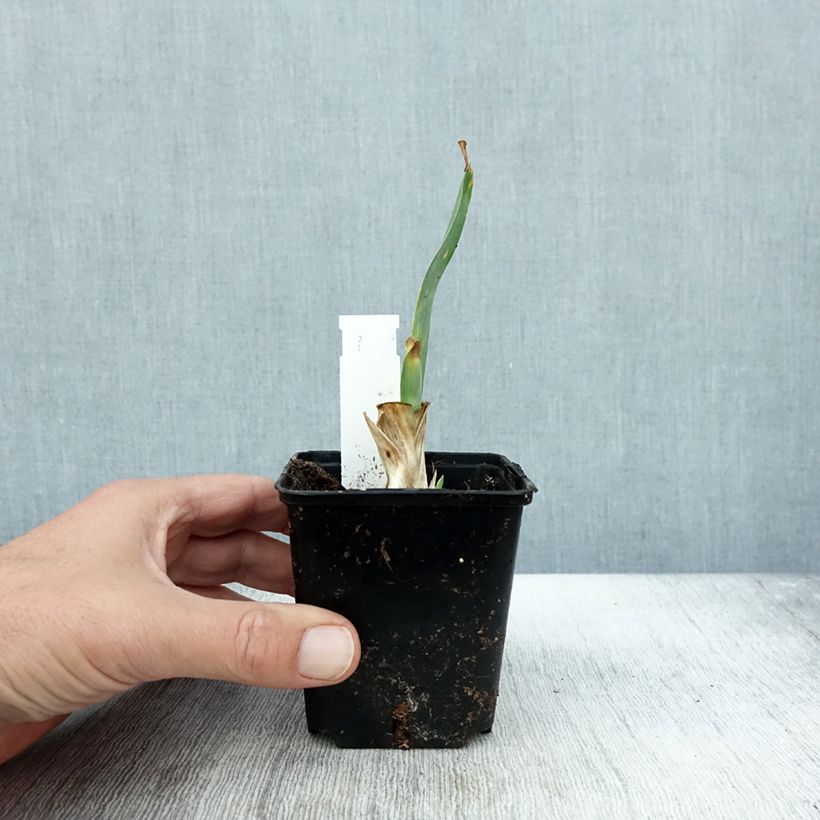 Exemplar von Iris pumila Brannigan - Iris nain ou de rocaille Godet de 8/9 cm, Calibre 4/6 wie im Herbst geliefert