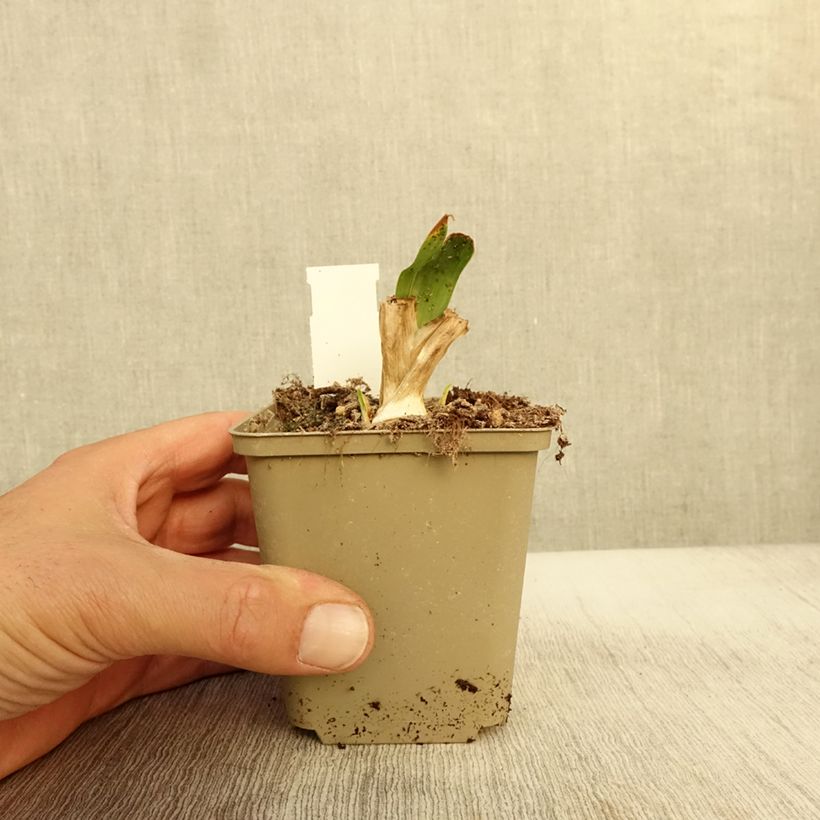 Exemplar von Iris pumila Brassie - Iris nain ou de rocaille Godet de 8/9 cm, Calibre 4/6 wie im Herbst geliefert