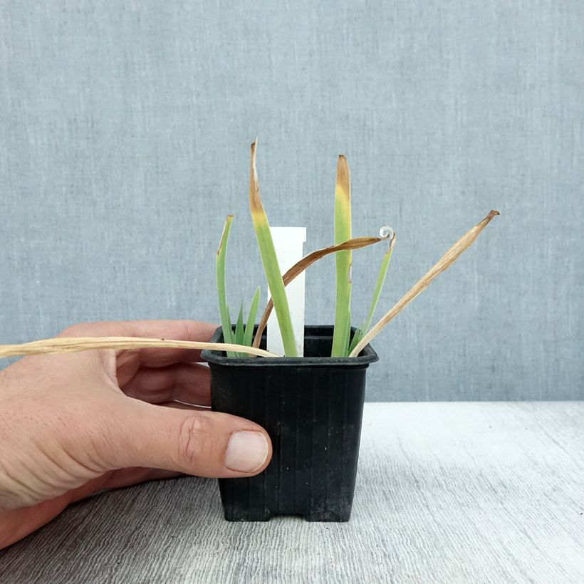 Exemplar von Iris pumila Crispy - Iris des Jardins nain ou miniature Godet de 8/9 cm wie im Herbst geliefert