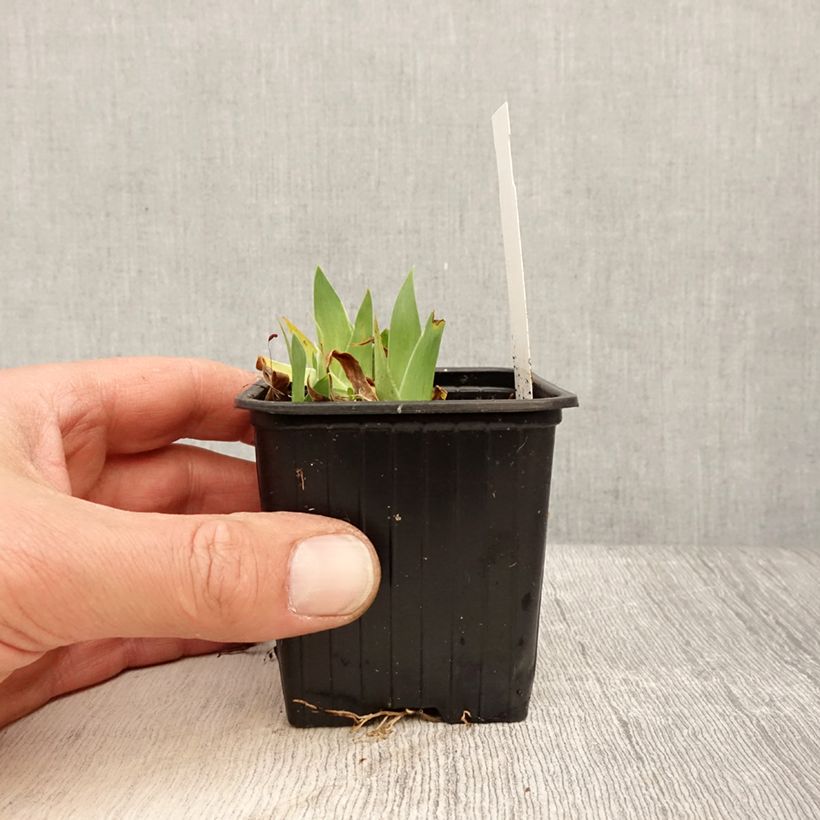 Example of Iris pumila Crispy - Kleine Schwertlilie Kleine Töpfe von 8/9 cm as you get in printemps