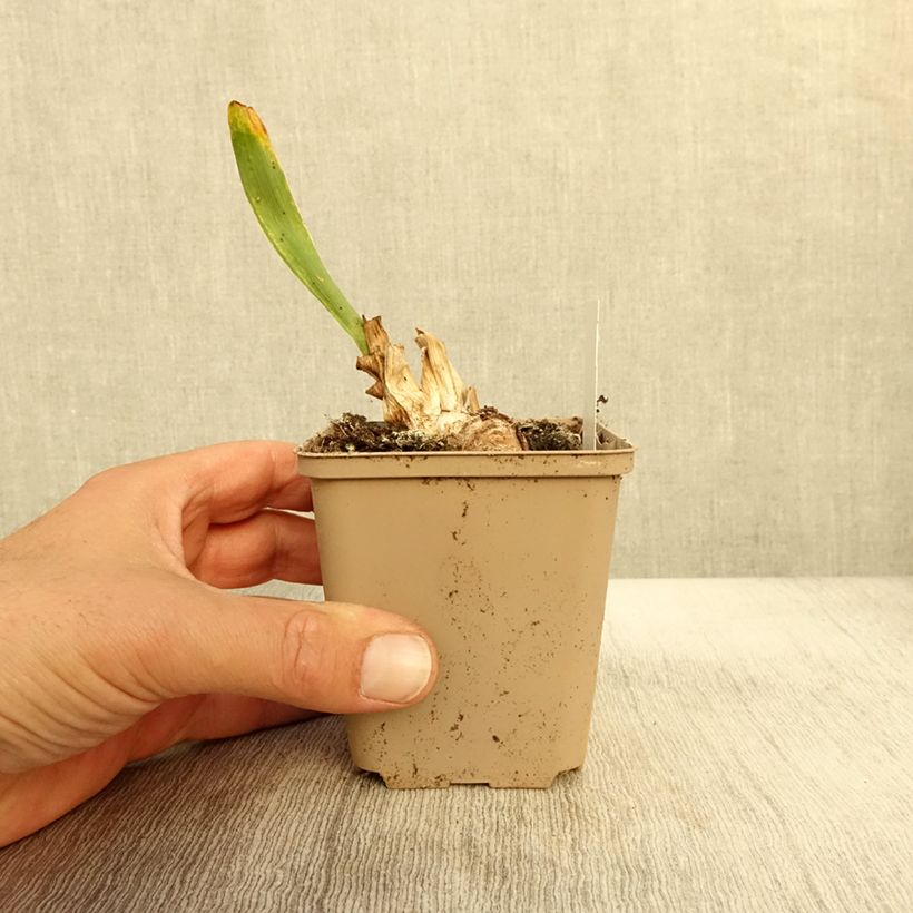 Exemplar von Iris pumila Daring Do - Iris nain ou de rocaille Godet de 8/9 cm, Calibre 4/6 wie im Herbst geliefert