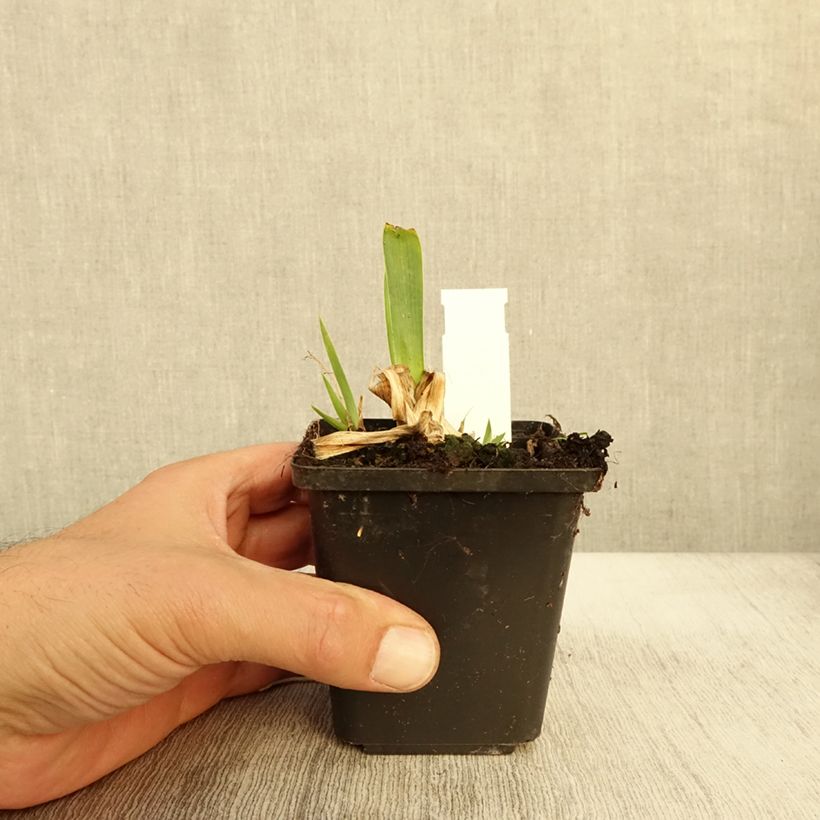 Exemplar von Iris pumila Volts - Iris nain ou de rocaille Godet de 8/9 cm, Calibre 4/6 wie im Herbst geliefert
