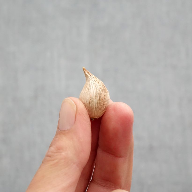 Example of Iris reticulata Blue Note - Netzblatt-Schwertlilie Zwiebel Kaliber/Größe 5+ as you get in automne