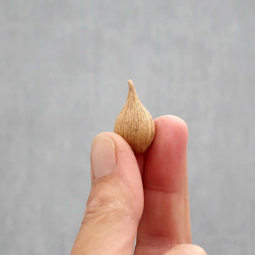 Example of Iris reticulata Blue Planet - Netzblatt-Schwertlilie Zwiebel Kaliber/Größe 5+ as you get in automne