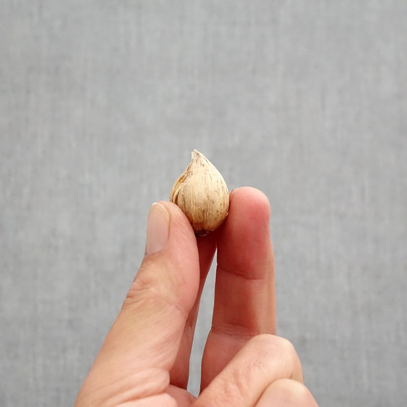 Example of Iris reticulata Cantab - Netzblatt-Schwertlilie Zwiebel Kaliber/Größe 5+ as you get in automne