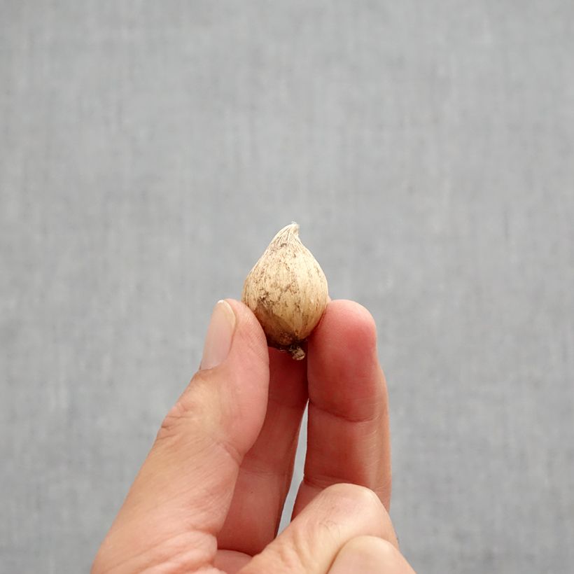 Exemplar von Iris reticulata danfordiae - Netzblatt-Schwertlilie Zwiebel Kaliber/Größe 5+ wie im Herbst geliefert