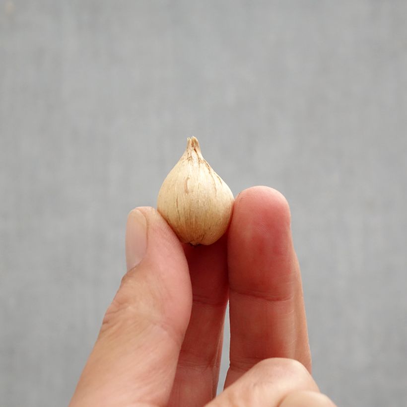 Exemplar von Iris reticulata Eyecatcher - Netzblatt-Schwertlilie Zwiebel Kaliber/Größe 6+ wie im Herbst geliefert