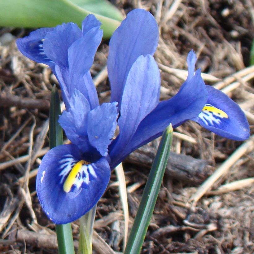 Iris reticulata Harmony - Netzblatt-Schwertlilie (Flowering)