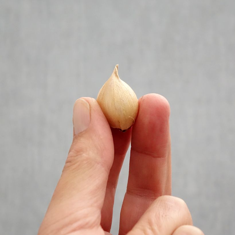 Example of Iris reticulata Harmony - Netzblatt-Schwertlilie Zwiebel size 6+ as you get in automne