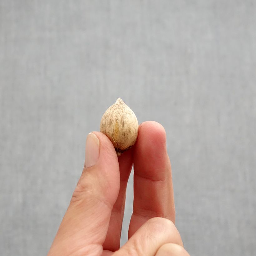 Exemplar von Iris reticulata Pixie - Netzblatt-Schwertlilie Zwiebel Kaliber/Größe 5+ wie im Herbst geliefert