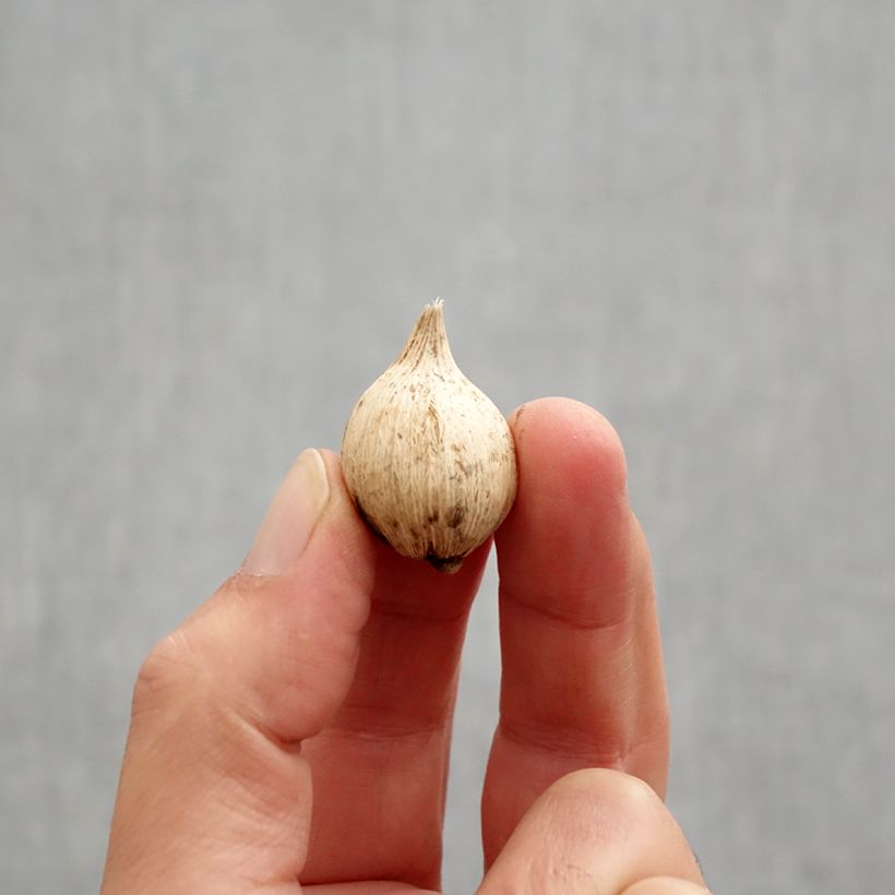 Example of Iris reticulata Spot On - Netzblatt-Schwertlilie Zwiebel Kaliber/Größe 5+ as you get in automne