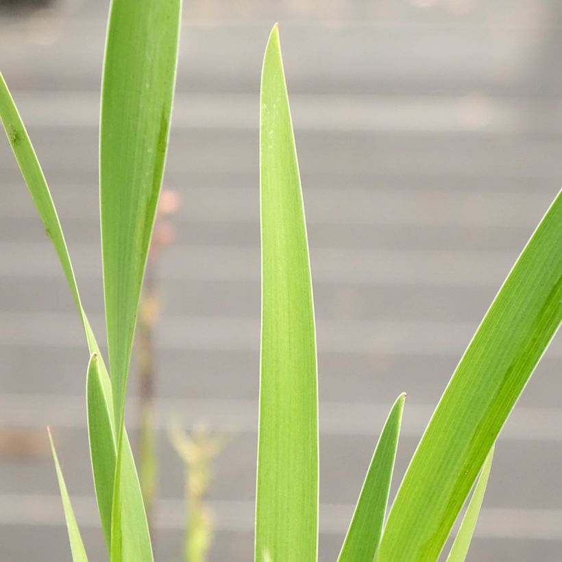 Iris robusta Dark Aura - Sumpf-Schwertlilie (Foliage)