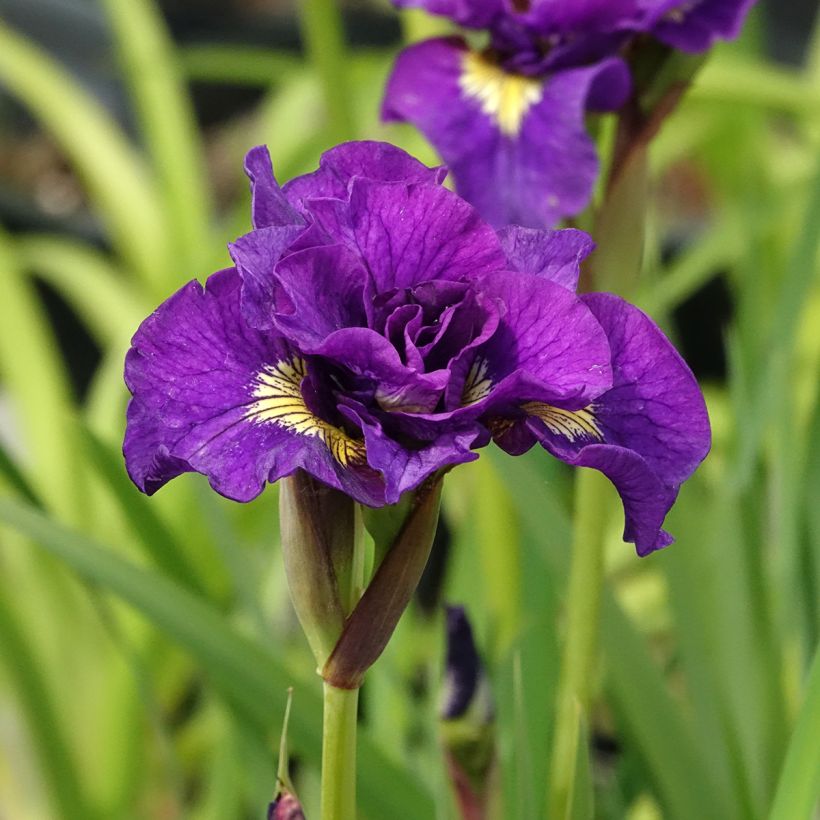 Iris sibirica Bundle of Joy - Sibirische Schwertlilie (Blüte)