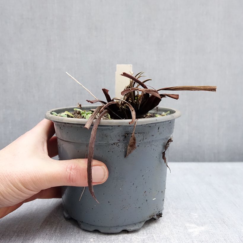 Example of Iris sibirica Colonel Mustard - Sibirische Schwertlilie Topf mit 2L/3L as you get in hiver