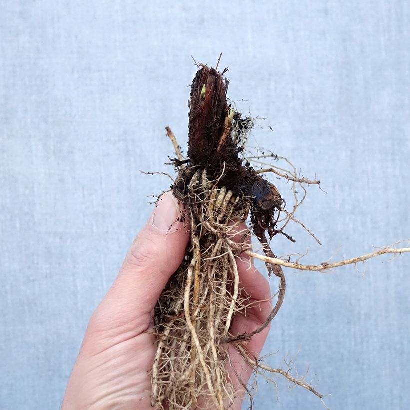 Example of Iris sibirica Colonel Mustard - Sibirische Schwertlilie Wurzelnackt as you get in hiver