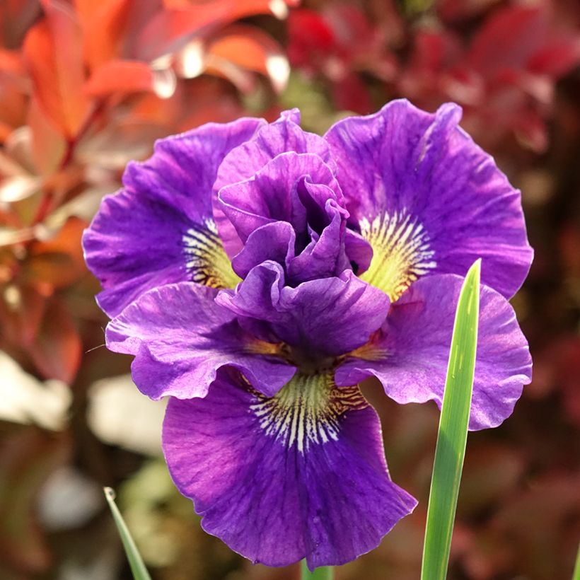 Iris sibirica Concord Crush - Sibirische Schwertlilie (Blüte)