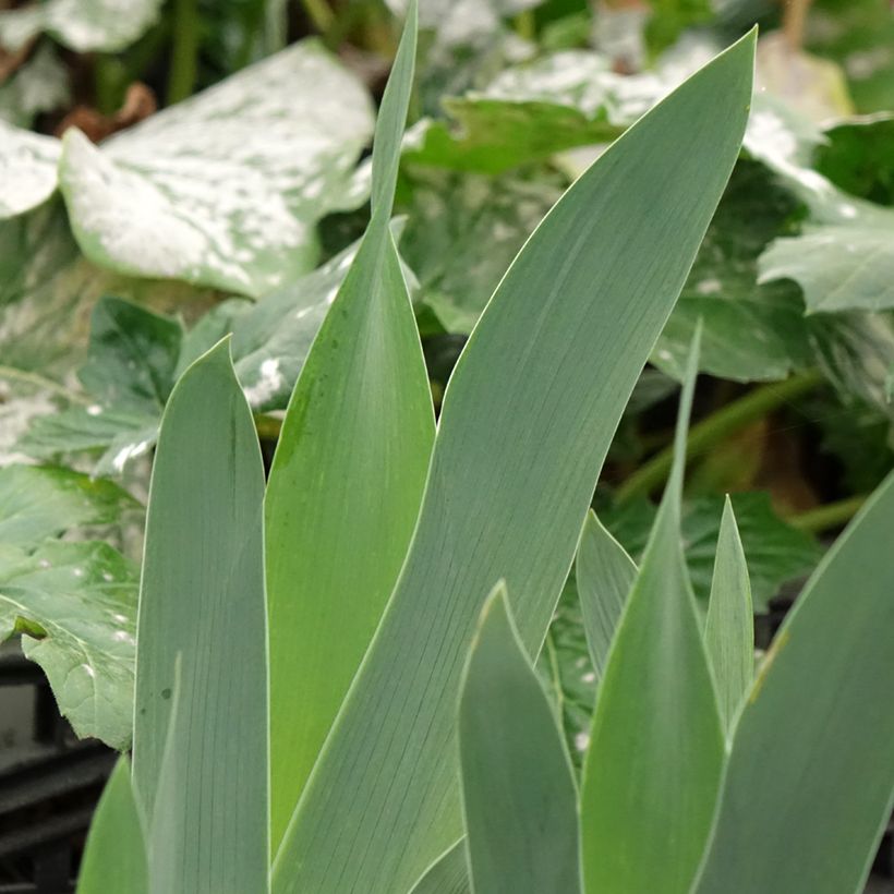 Iris sibirica Cool Spring - Sibirische Schwertlilie (Foliage)