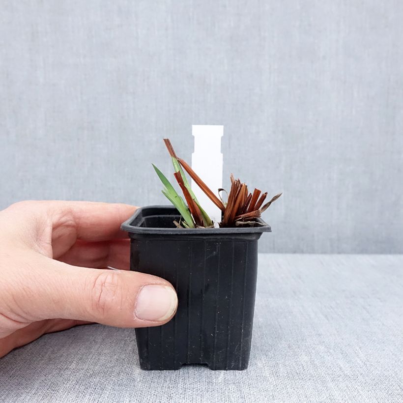 Example of Iris sibirica Cool Spring - Sibirische Schwertlilie Kleine Töpfe von 8/9 cm as you get in printemps