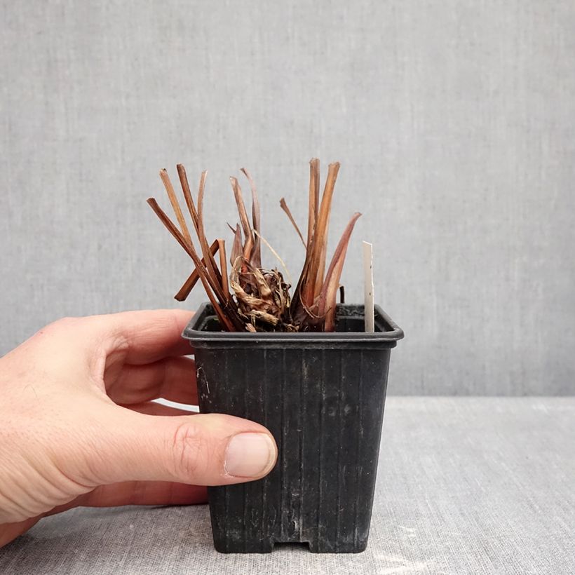 Example of Iris sibirica Dance Ballerina Dance - Sibirische Schwertlilie Kleine Töpfe von 8/9 cm as you get in hiver