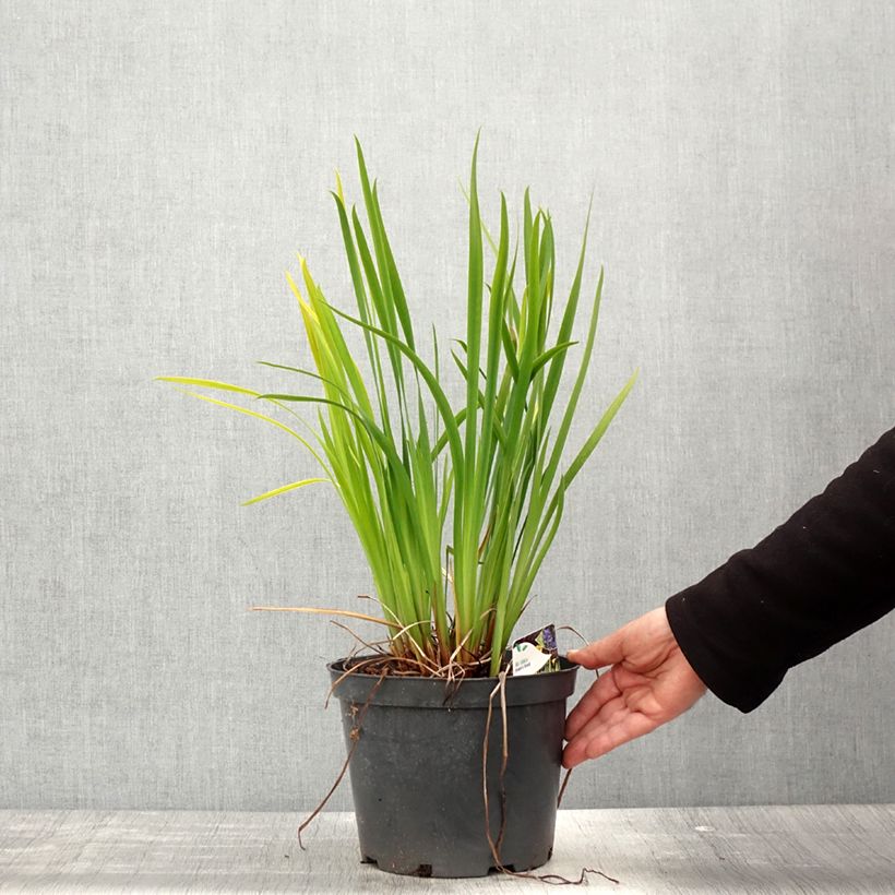 Example of Iris sibirica Fran's gold - Sibirische Schwertlilie Topf mit 2L/3L as you get in printemps