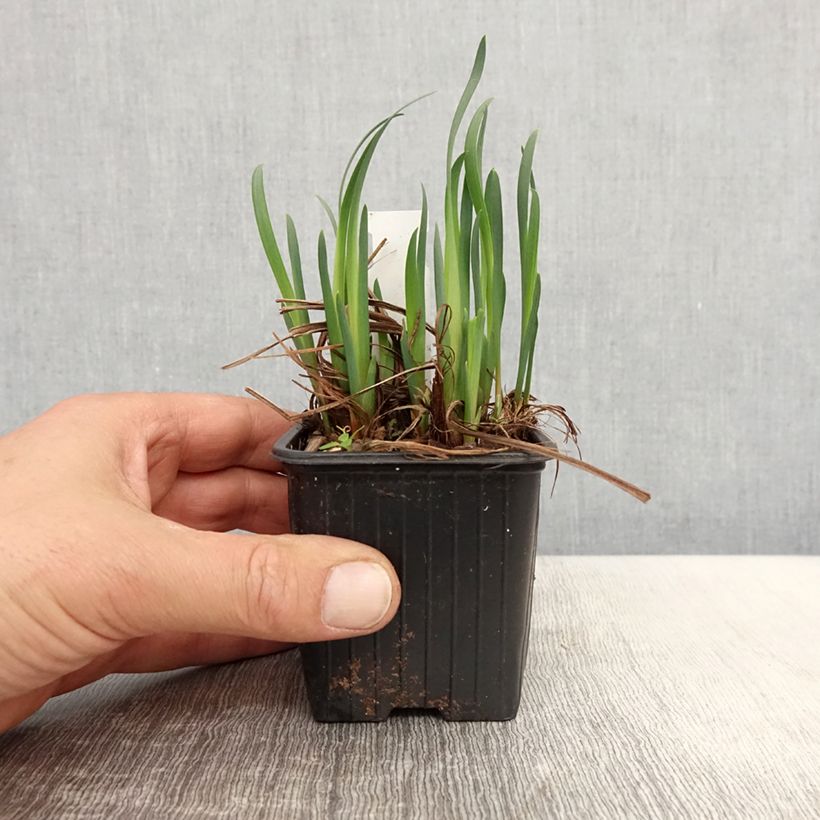 Example of Iris sibirica Not Quite White - Sibirische Schwertlilie Kleine Töpfe von 8/9 cm as you get in printemps