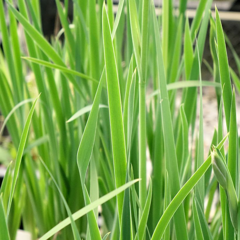 Iris sibirica Persimmon - Sibirische Schwertlilie (Foliage)