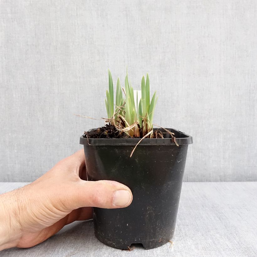 Exemplar von Iris sibirica Pink Parfait - Sibirische Schwertlilie Topf mit 1,5L/2L wie im Frühjahr geliefert