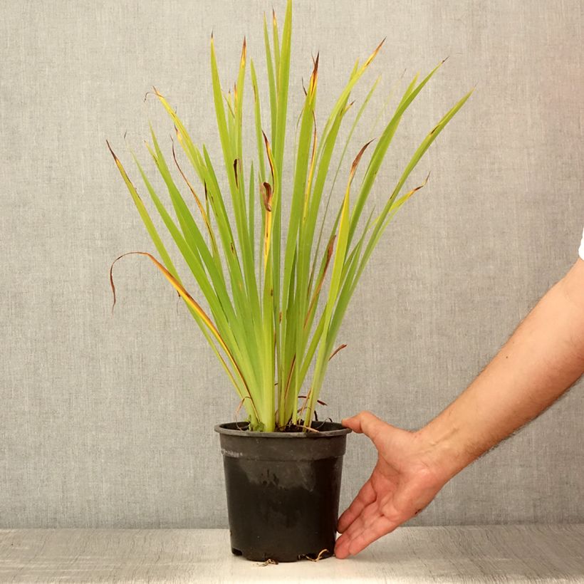 Example of Iris sibirica Purplelicious - Sibirische Schwertlilie Topf mit 2L/3L as you get in ete