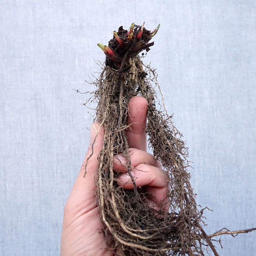 Example of Iris sibirica Purplelicious - Sibirische Schwertlilie Wurzelnackt as you get in hiver