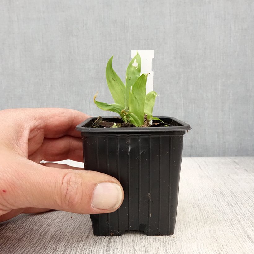 Example of Iris tectorum - Dach-Schwertlilie Kleine Töpfe von 8/9 cm as you get in printemps