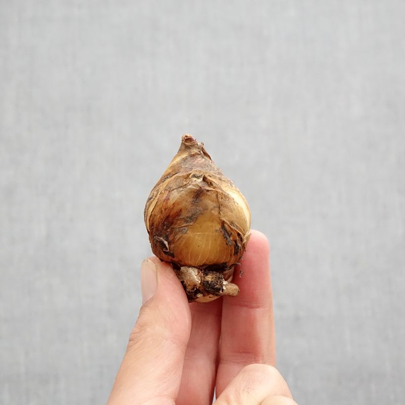 Exemplar von Iris unguicularis - Kretische Schwertlilie Zwiebel Kaliber/Größe I wie im Herbst geliefert