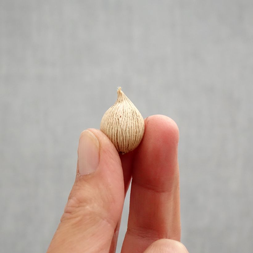 Example of Iris winogradowii - Winogradow-Schwertlilie Zwiebel Kaliber/Größe 5+ as you get in automne