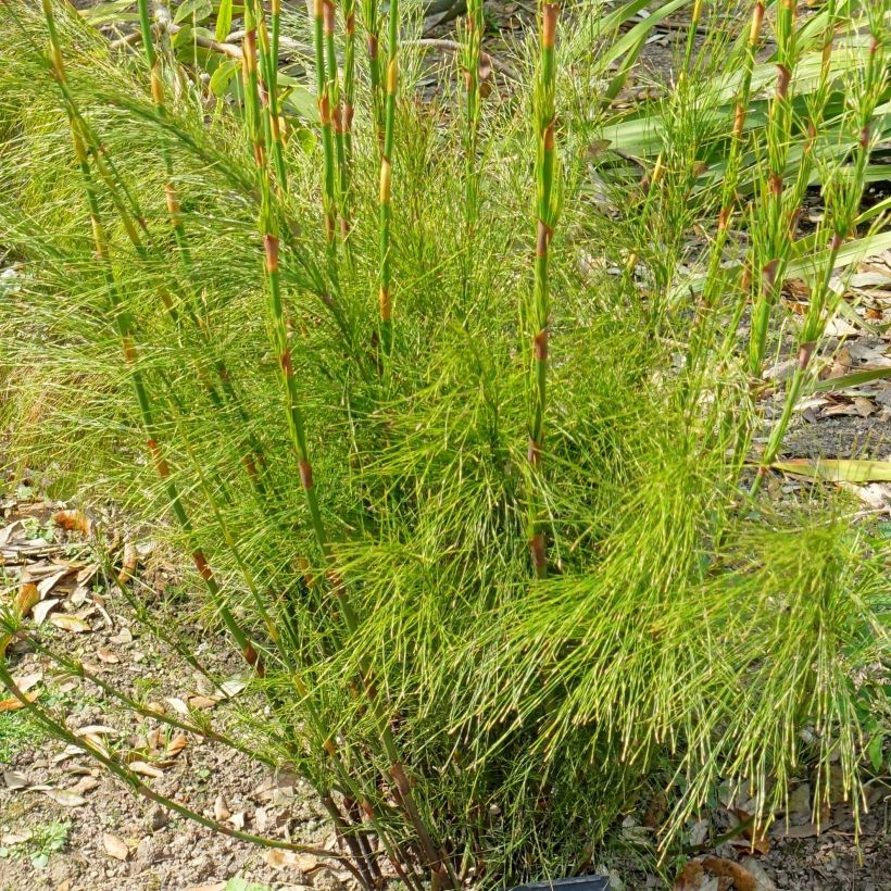 Ischyrolepis subverticillata - Restio (Foliage)