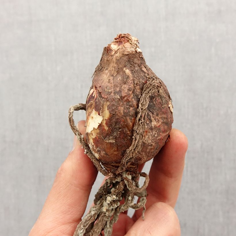 Example of Hymenocallis festalis Sulphur Queen - Schönhäutchen Zwiebel Kaliber/Größe 14+ as you get in printemps