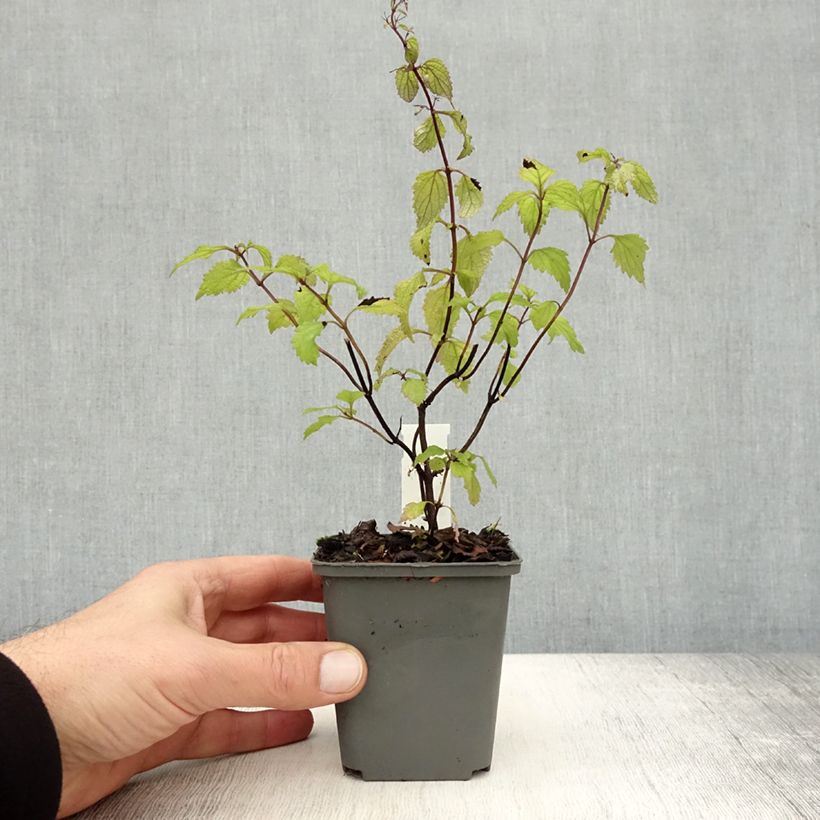 Exemplar von Isodon effusus Kleine Töpfe von 8/9 cm wie im Herbst geliefert