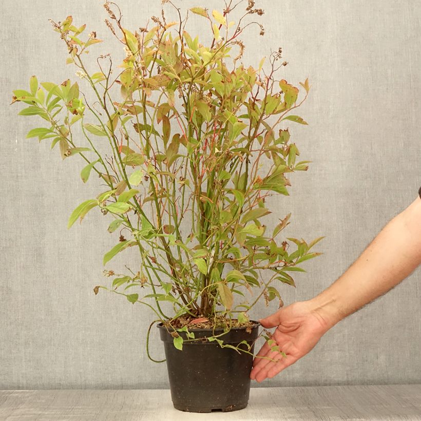 Exemplar von Itea virginica Love Child - Viriginische Rosmarinweide Topf mit 2L/3L wie im Sommer geliefert