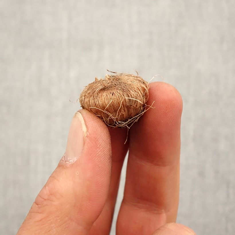 Example of Ixia Giant - Klebschwertel Zwiebel Kaliber/Größe 5+ as you get in printemps