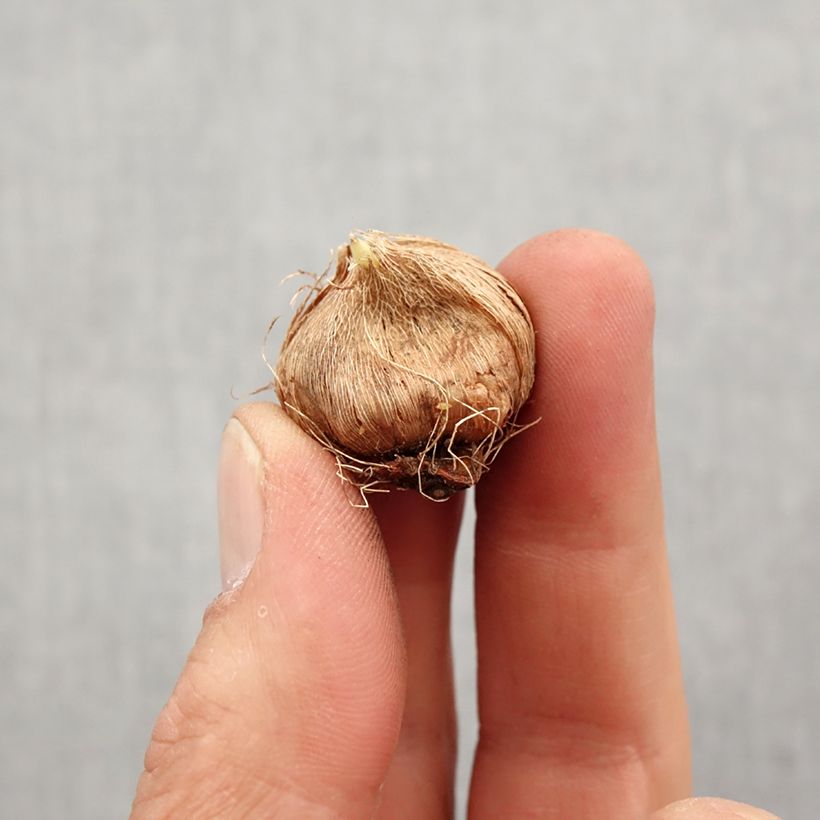 Example of Ixia Mix - Klebschwertel Zwiebel Kaliber/Größe 5+ as you get in printemps