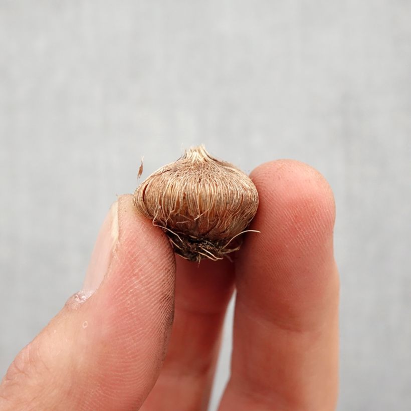 Exemplar von Ixia Mabel - Klebschwertel Zwiebel Kaliber/Größe 5+ wie im Frühjahr geliefert