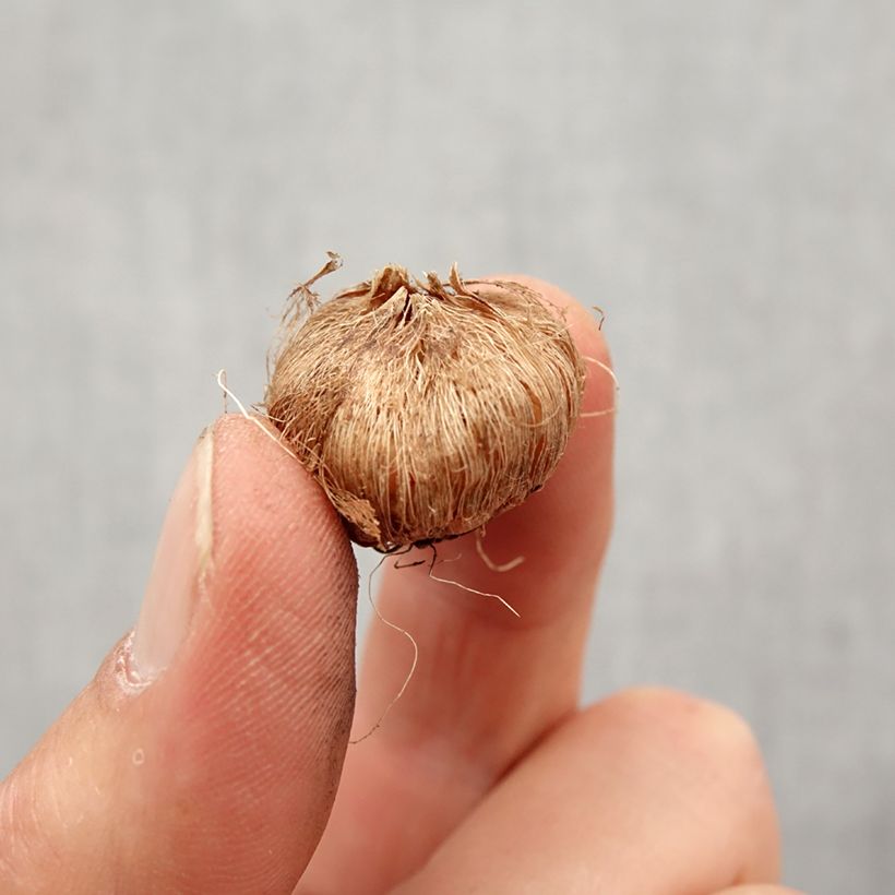 Exemplar von Ixia acaulis Rose Emperor - Klebschwertel Zwiebel Kaliber/Größe 5+ wie im Frühjahr geliefert