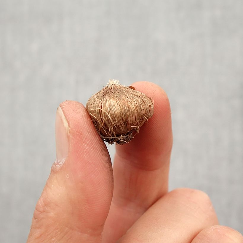 Exemplar von Ixia Spotlight - Klebschwertel Zwiebel Kaliber/Größe 5+ wie im Frühjahr geliefert