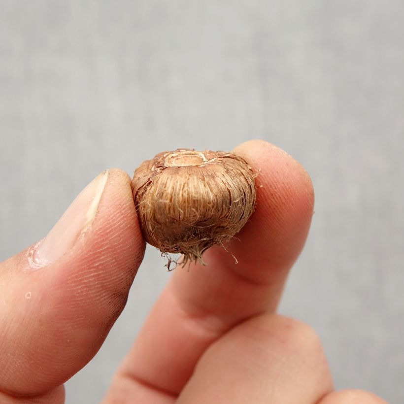 Example of Ixia Venus - Klebschwertel Zwiebel Kaliber/Größe 5+ as you get in printemps