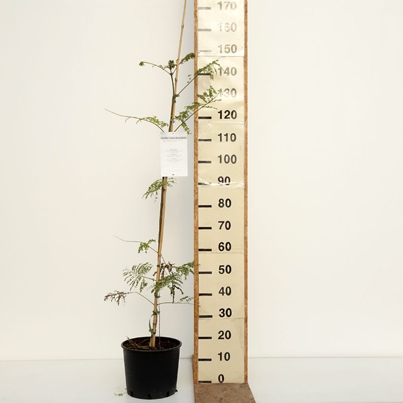 Exemplar von Jacaranda mimosifolia - Palisanderholzbaum Topf mit 7,5L/10L wie im Winter geliefert