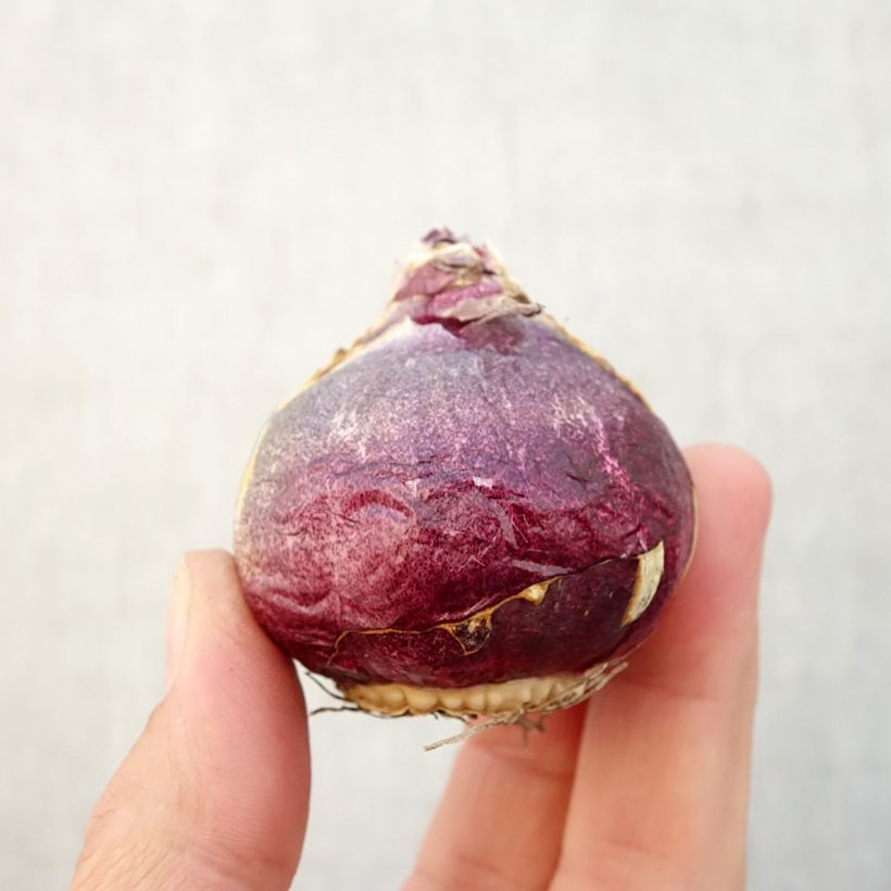 Exemplar von Hyazinthe Atlantic Zwiebel size 18/19 wie im Herbst geliefert