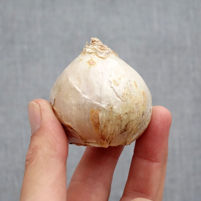 Example of Hyazinthe Carnegie Zwiebel Kaliber/Größe 18+ as you get in automne