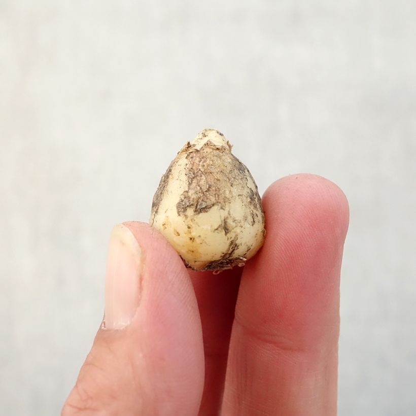 Exemplar von Hyacinthoides hispanica Alba - Spanische Hasenglöckchen Zwiebel Kaliber/Größe 8+ wie im Herbst geliefert