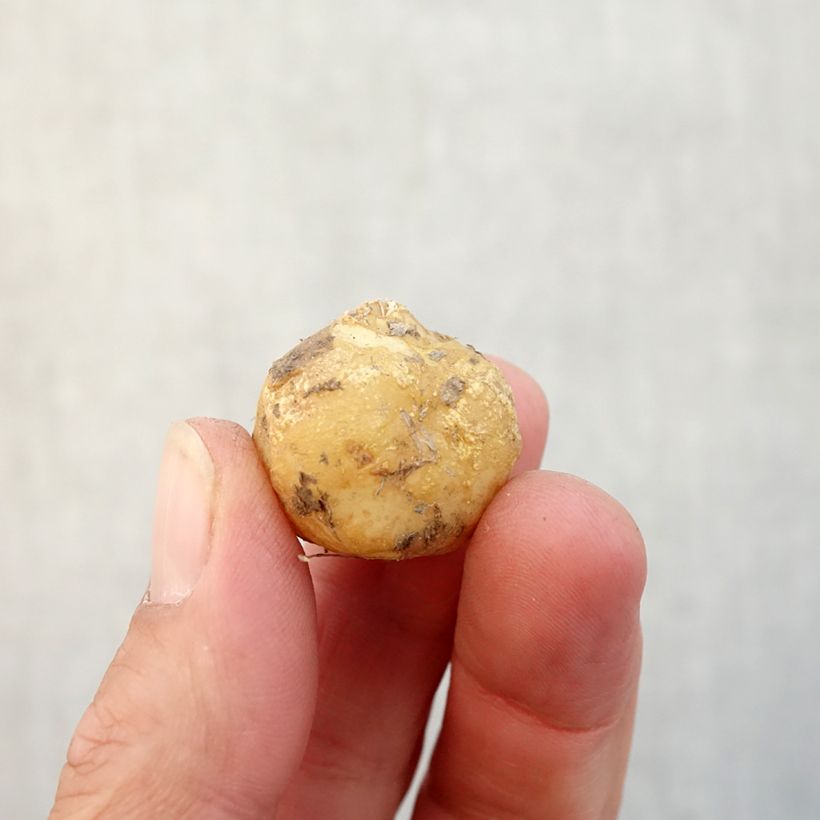 Exemplar von Hyacinthoides hispanica - Spanische Hasenglöckchen Zwiebel Kaliber/Größe 8+ wie im Herbst geliefert