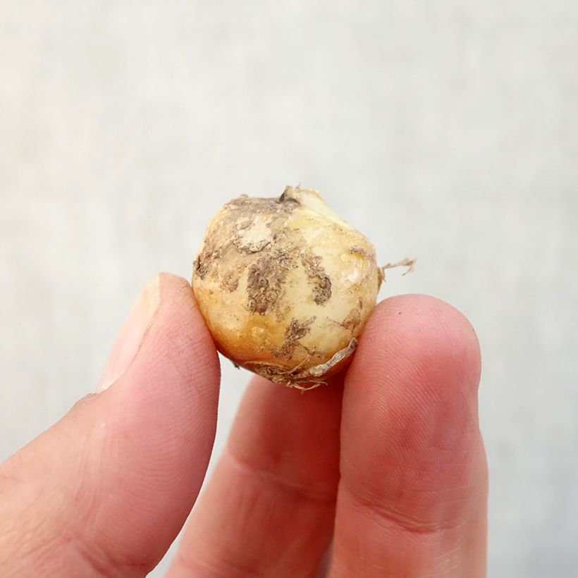 Exemplar von Hyacinthoides hispanica Rose Queen - Spanische Hasenglöckchen Zwiebel Kaliber/Größe 8+ wie im Herbst geliefert